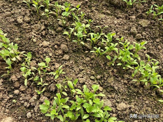 最近叶菜太贵了，那就在家里种吧，掌握这些方法，叶菜多得吃不完