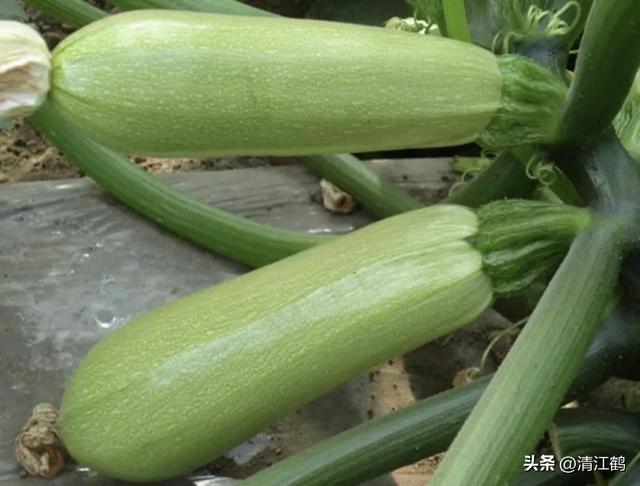 3月精细蔬菜种植有哪些优质丰产品种？以“早熟，好吃好卖”为主