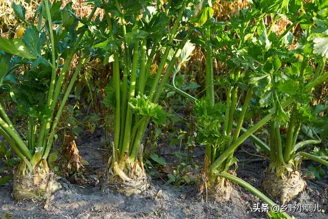 大树下种什么菜好？盘点5种耐阴的蔬菜，好种又好吃