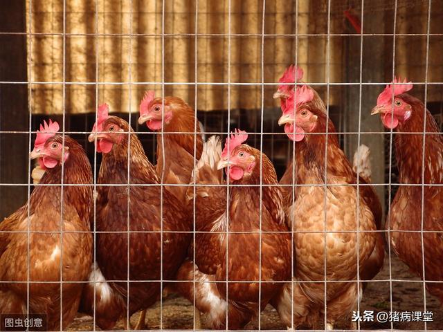 土杂鸡的饲养管理及病害防治对策