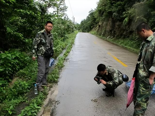 蛇中大熊猫！小青龙为何如此遭国外垂涎，不惜100万一条购入