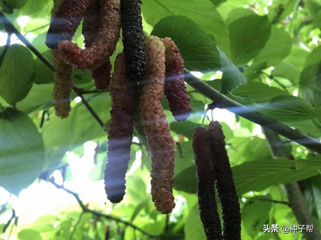 饲料蛋白桑种植前景，和养蚕的湖桑是一种吗？答案来了