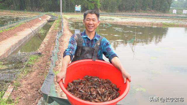 竹海镇：做强稻虾产业 赋能乡村振兴