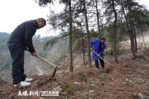 黄精种苗6月种植(贵州剑河：黄精发芽管护忙)