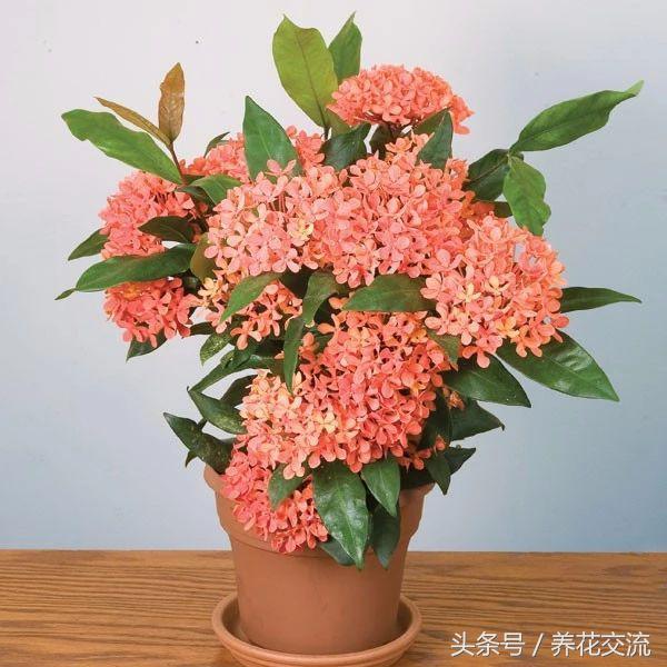 花朵火红的10种盆栽花卉，养在室内也是完全没问题