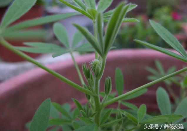 秋季在阳台上种满鲁冰花，来年就变成最美的花台