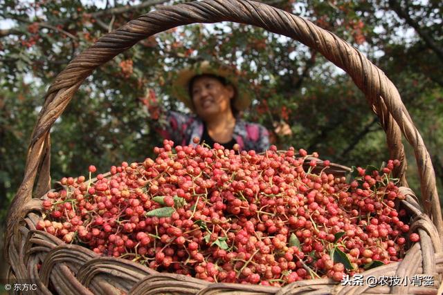 花椒种植有哪些要点方法？如何管理才能更高产？