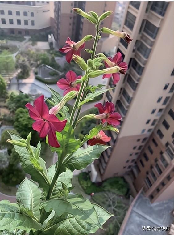 阳台如何养护花烟草