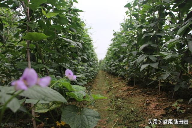 绿色高效蔬菜种植遵循的五大原则，生物多样性立体种植模式