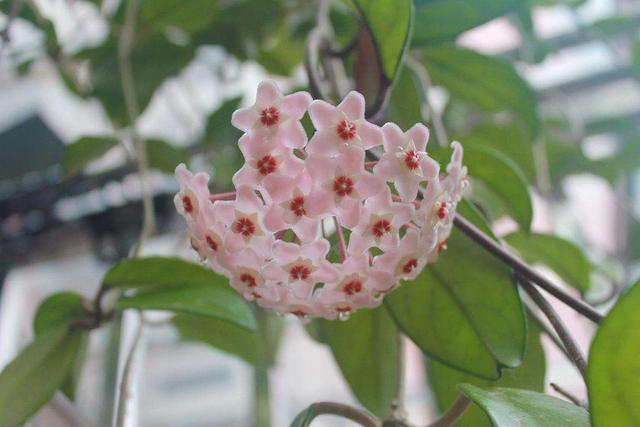 卫生间潮湿有异味，养上5种“吸味花”，祛湿除味还能“灭菌”