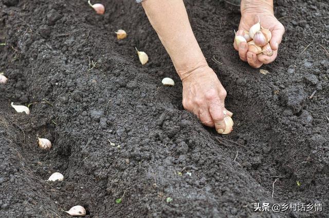 秋季种植大蒜，播种时间、深度、株行距你了解多少？别搞错了