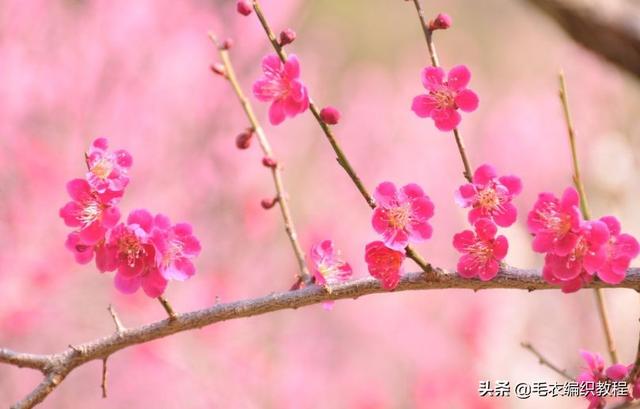 梅花的养殖方法和注意事项 梅花怎么养