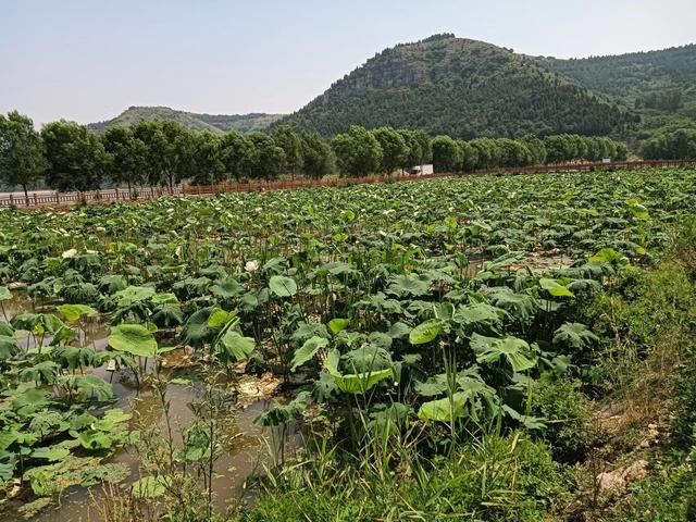 山东临朐：荷塘月色+白塔水库+凤凰山