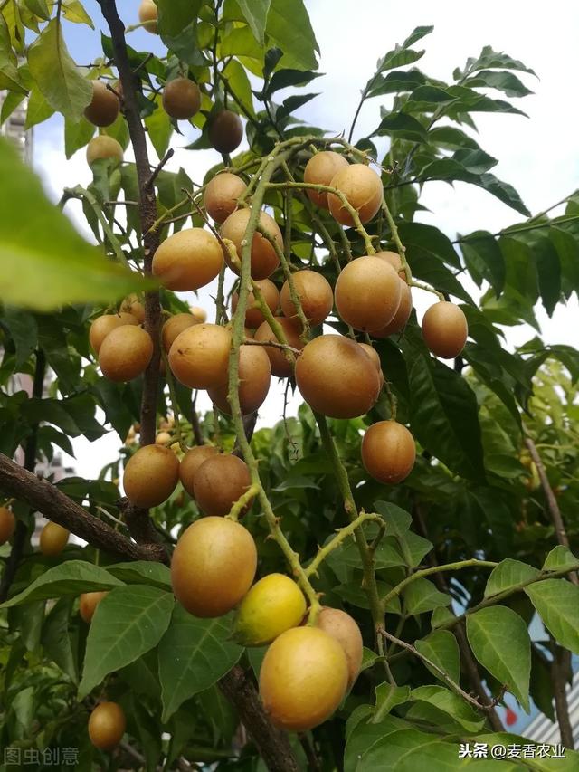 黄皮高产栽培技术，种植方法教给大家，想要学习的别错过哟