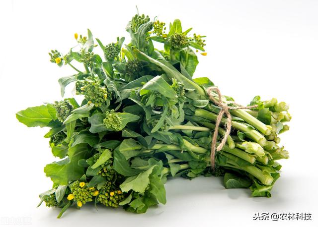 菜心主要栽培技术，种植方法教给大家，想要学习的别错过哟