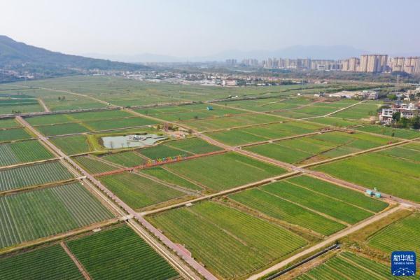 漳州“三花”香飘海外