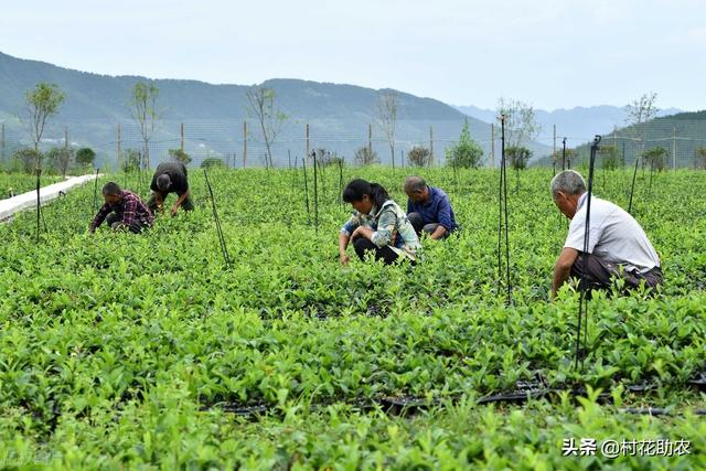 北苍术投资种植收益评估分析 收益价格较为平稳