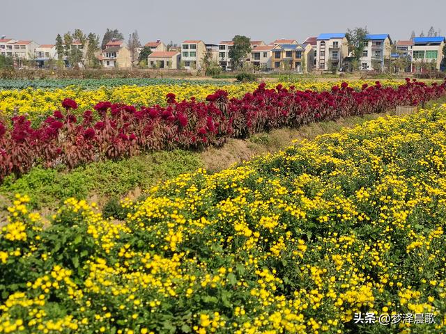 湖北云梦：菜园种成了“花园”