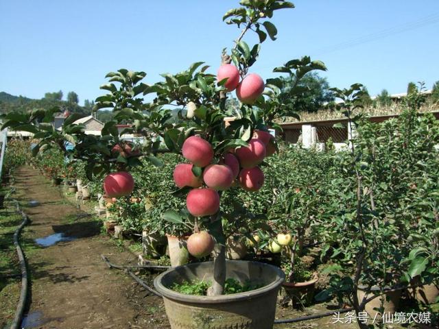 苹果树盆栽栽培方法 让你的盆栽苹果树叶片浓绿，果实又大又甜