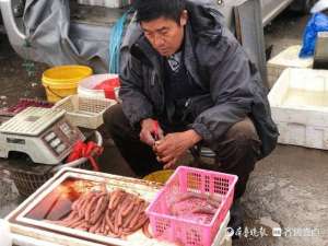 烟台海肠养殖电话(烟台海肠调查：海鲜翘楚何以卖出“白菜价”)