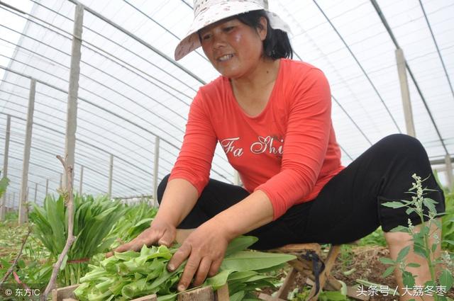 蔬菜种植类——油麦菜的种植方法