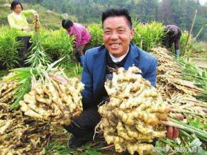 生姜种植产量(大姜年年优质又高产，种姜达人成功经验无私分享)