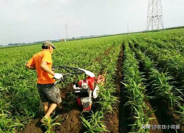 生姜培土高产优收：何时培土？培几次土？培多深？培土有技巧吗？