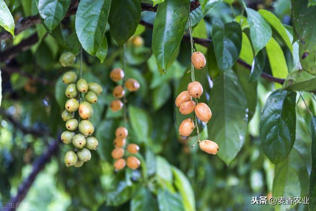 黄皮高产栽培技术，种植方法教给大家，想要学习的别错过哟