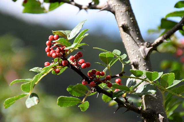 花椒苗生长太慢？掌握这4点育苗技术，花椒苗长得快、长得好