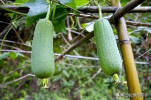 丝瓜种植视频(丝瓜又长又香，丝瓜的种植时间和方法，农村很多人都喜欢)