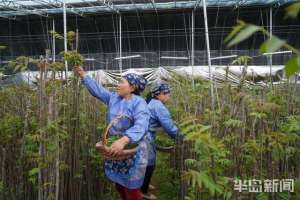 种植手套(春日寻鲜｜大棚椿意闹，稚芽早争俏这里的香椿从元旦前就开始采摘)