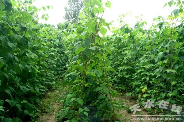 清水：千亩架豆王上市在即 群众稳定增收