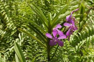 白芨种植方法大全(白芨的种植技术和管理方法)