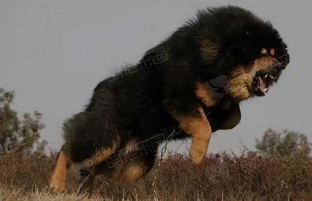 天价藏獒沦为流浪犬，成为祸害牧民的野狗，藏獒真的是犬中之王吗