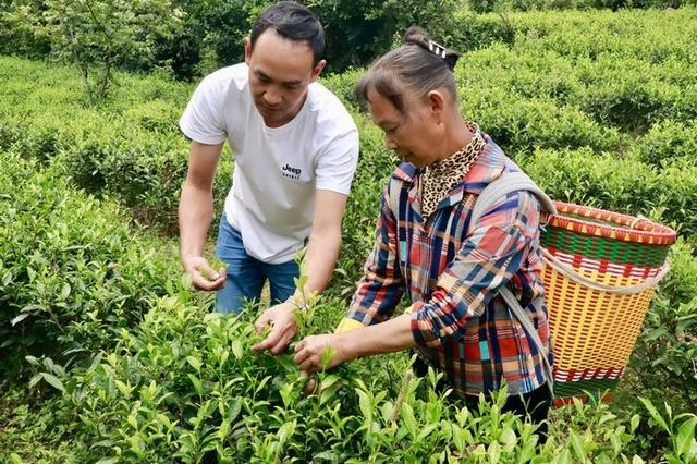 贵州金沙：因地制宜发展茶产业