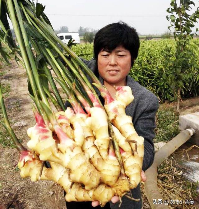 生姜培土高产优收：何时培土？培几次土？培多深？培土有技巧吗？