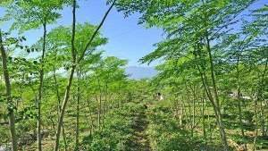 广东辣木树种植基地(梅县辣木树矮化密植标准化栽培技术)