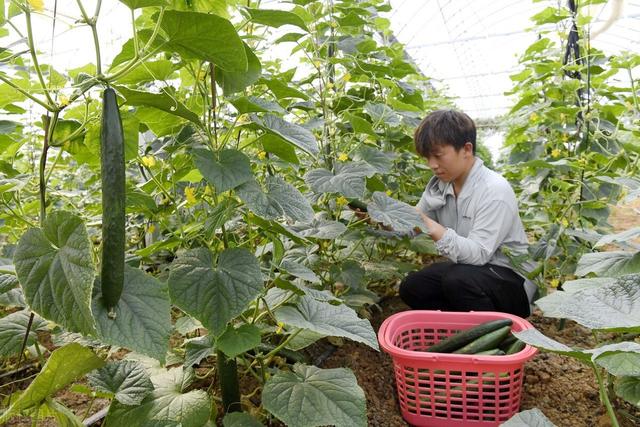 大棚黄瓜种植技术，科学种植，重点做好这几个方面