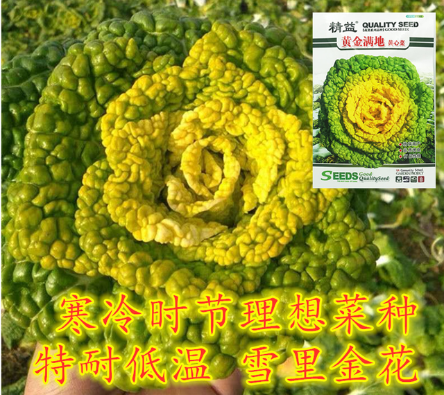 冷空气强势来袭！这款蔬菜种是寒冷时节的理想菜种！特耐低温