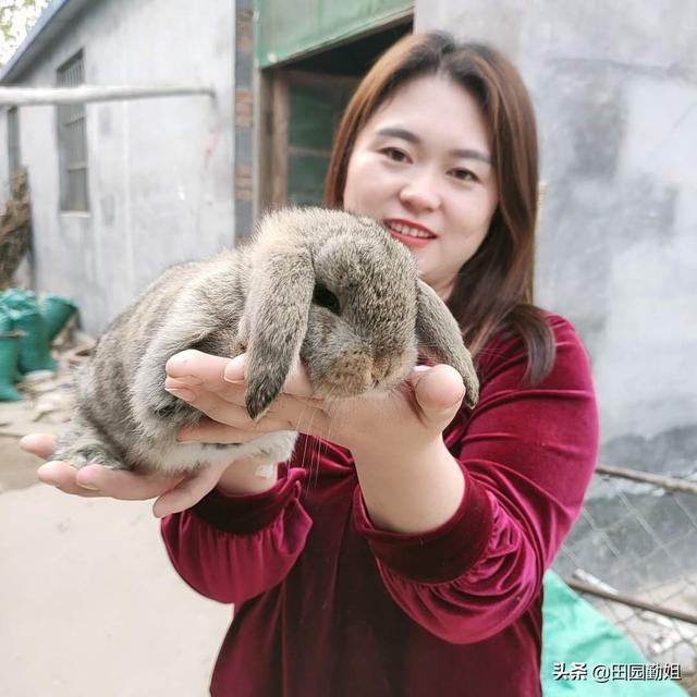 田园勤姐给新手养兔人的几点建议