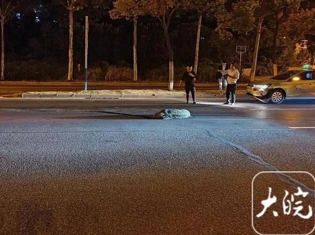 合肥街头一野猪被出租车撞死！交警：车主全责！