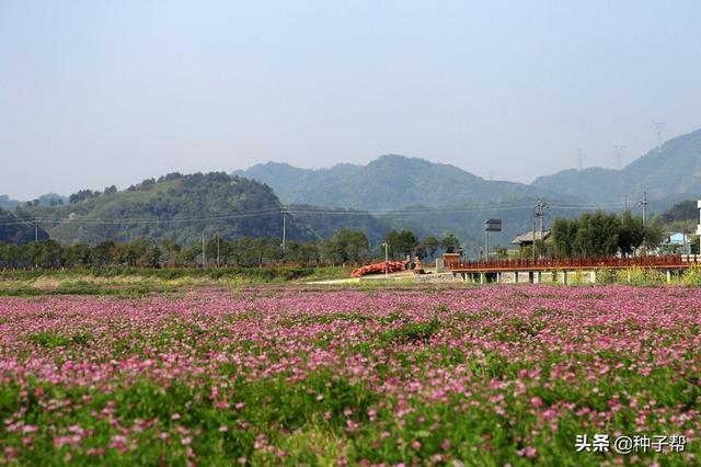 “红花长一寸，抵得一层粪”—紫云英绿肥种植技术要点