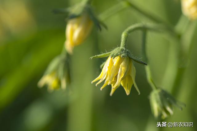 详细介绍大棚番茄高产、高品质种植技术，农户可以学一下