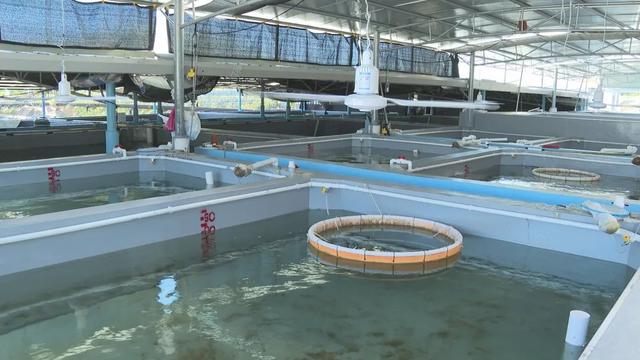 阳西：海马人工养殖及种苗培育取得成功