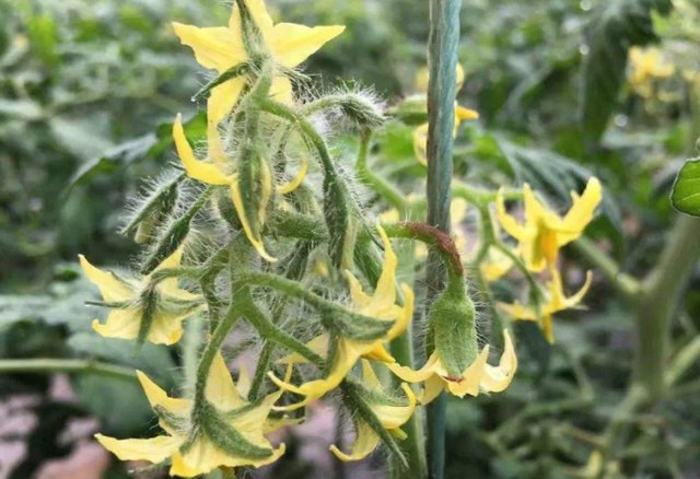 阳台窗台种番茄，几点要细心，枝叶茂盛顺利开花挂果