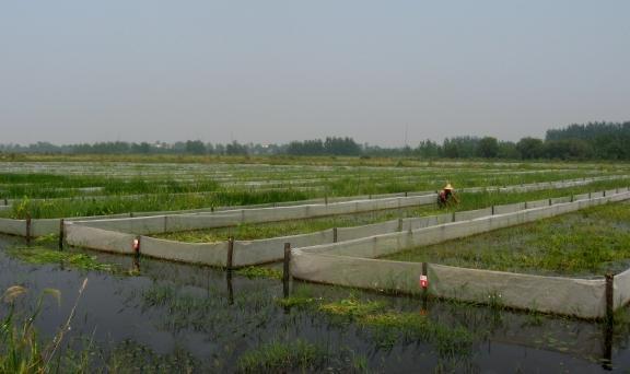 读完这篇《龙虾养殖整套流程图》想养龙虾的你，不再迷茫