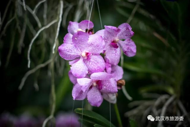 你见过巧克力味的兰花吗？去武汉植物园热带兰花展上闻一闻！