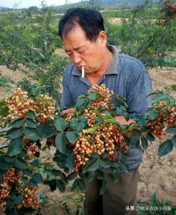 如何才能种植好花椒树？一篇文章详细告诉你