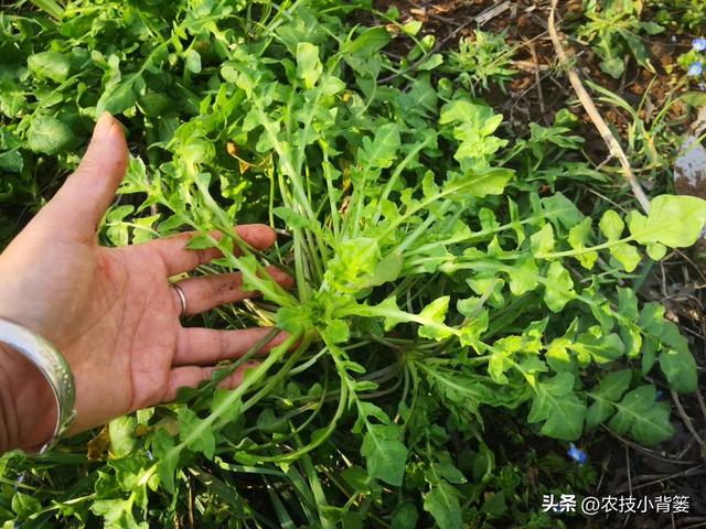 荠菜四季都能种，种植方法很简单！看完这篇文章你也能种出好荠菜