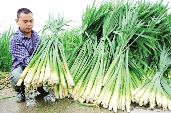 茭白栽植容易高产难，掌握以下几点高质又高产